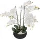 Merkloos ORCHIDEE plant - PRACHTIGE Orcidee bloem - WIT - ZWARTE KERAMISCHE POT - HOOGTE 65 CM - XL Model