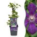 boutiQ Clematis Viticella Polish Spirit plante grimpante violet Ø9cm 35cm