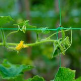 GARDENIX® Tuin- en broeikasnet met gaas (15 x 17 cm), voor de groei van tomaten, komkommers en klimplanten en 100 plantenclips (groen + 100 clips, 2 m x 20 m)