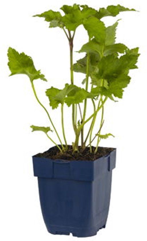 Griffioen Anemone hybr. 'Kon. Charlotte'