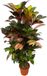 Markenlos Green Bubble Codiaeum Iceton vertakt - Croton - Kamerplant - Hoogte 110-130 cm - Potmaat Ø21cm