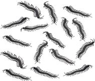 Chaks Nep duizendpoten 14 cm - Zwart - 24 stuks