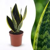 Green boutiQ Sansevieria Future Superb Vrouwentong - Kamerplant - Groen - 35cm Hoog - Pot 12cm