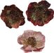 Decoris Roos pes fluweel clip d11h4 cm assorti kerstboomversiering kerst Decoris