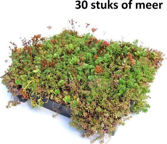 Sempergreen Dakgroen Sedumtray voor daken Type TE Kant & Klaar Click 'n Go 15 graden