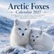 Arctic Foxes Calendar 2027