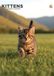 CalendarsRUs Kittens A3 Kalender 2027