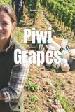 Piwi Libri GmbH Wines of the World- Piwi Grapes Paperback