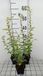 GRDplanten Groendecor Tuinarchitectuur 6x Guldenroede - Solidago rugosa | 9x9 cm pot