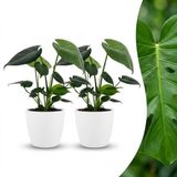 boutiQ Monstera Deliciosa Gatenplant - 2 Planten - Pot 12cm - 30cm Hoogte