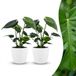 boutiQ Monstera Deliciosa Gatenplant - 2 Planten - Pot 12cm - 30cm Hoogte