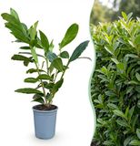 KH Bloembollen Green boutiQ - 24x Prunus laur. Caucasica - Laurierkers - Haagplanten - Groenblijvend - Groen - Pot 9cm - Hoogte 25-35cm
