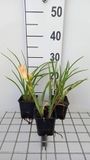 GRDplanten Groendecor Tuinarchitectuur 6x Daglelie - Hemerocallis hybr. 'On And On' | 9x9 cm pot