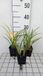 GRDplanten Groendecor Tuinarchitectuur 6x Daglelie - Hemerocallis hybr. 'On And On' | 9x9 cm pot