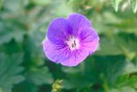 GRDplanten Groendecor Tuinarchitectuur 6x Ooievaarsbek - Geranium himalayense (grandiflorum) | 9x9 cm pot