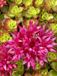 GRDplanten Groendecor Tuinarchitectuur 6x Sedum spur. 'Schorbuser Blut' ('dragons blood')