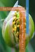 La Photo Macro de Fleurs de A à Z: Le Guide Complet