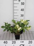 GRDplanten Groendecor Tuinarchitectuur 6x Stinkend nieskruid - Helleborus or. 'Double Ellen White' | 9x9 cm pot