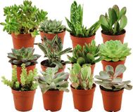 Green Boutiq ZynesFlora Mini Succulenten Mix in Ø 5,5 cm Plantenpot - 12 Stuks - Hoogte: 5-10 cm - Echte Succulent Vetplant Gemakkelijke Kamerplant