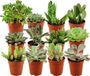 ZynesFlora Mini Succulenten Mix in Ø 5,5 cm Plantenpot - 12 Stuks - Hoogte: 5-10 cm - Echte Succulent Vetplant Gemakkelijke Kamerplant