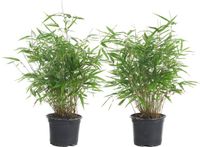 Bloomique - Set van 2 - Fargesia Rufa - Bamboe Plant - Niet woekerend - Winterhard - Groenblijvend - Tuinplanten - Hoogte 40-60 cm - Pot 17 cm