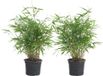 Bloomique - Set van 2 - Fargesia Rufa - Bamboe Plant - Niet woekerend - Winterhard - Groenblijvend - Tuinplanten - Hoogte 40-60 cm - Pot 17 cm