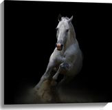 Merkloos / Sans marque Canvas - Galopperend Wit Paard in Donkere Omgeving - 60x60 cm Foto op Canvas Schilderij