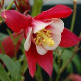 Arborix Aquilegia 6 x Aquilegia 'Crimson Star' - Akelei pot 9x9cm - Rode bloemen, sterachtige vorm