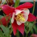 Arborix Aquilegia 6 x Aquilegia 'Crimson Star' - Akelei pot 9x9cm - Rode bloemen, sterachtige vorm