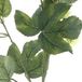 Erutan avon Hop flower spray Leffe green 81 cm