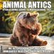 Willow Creek Press Animal Antics Calendrier mural 2027