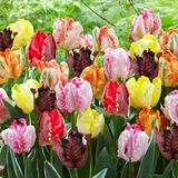 Dutch Bulbs Tulpen Bloembollen Winterhard - Papagei - 25 stuks - Meerkleurig