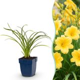 Green boutiQ Hemerocallis Stella d'Oro Daglelie - Geel - 12 Planten