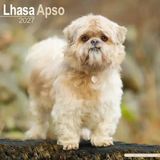 Lhasa Apso calendrier 2027