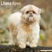 Lhasa Apso calendrier 2027