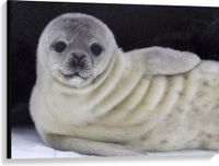 Merkloos / Sans marque Take your time Canvas - Liggende Poserende Baby Zeehond - 100x75 cm Foto op Canvas Schilderij (Wanddecoratie op Canvas)