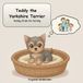 Teddy the Yorkshire Terrier: Teddy finds his family