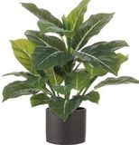 Mica Decorations Kunstplant Aroskelk - groen - H49 cm - in keramiek bloempot - antraciet