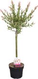 Bloomique - Salix Integra Flamingo - Bonte Wilg - Tuinplanten - Winterhard - Hoogte 60-80 cm - Pot 17 cm