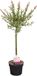 Bloomique - Salix Integra Flamingo - Bonte Wilg - Tuinplanten - Winterhard - Hoogte 60-80 cm - Pot 17 cm