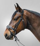 Waldhausen Star Hoofdstel Met Diamanten Bit - Mini Shetlander