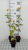 GRDplanten Heliopsis 6x Heliopsis hel. 'Summer Sun' | 9x9 cm pot