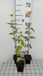GRDplanten Heliopsis 6x Heliopsis hel. 'Summer Sun' | 9x9 cm pot