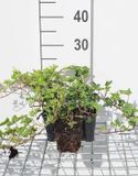 Groendecor Tuinarchitectuur 12x Lierre 'Ivalace' - Hedera helix 'Ivalace' | pot de 9x9 cm