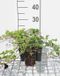 Groendecor Tuinarchitectuur 12x Lierre 'Ivalace' - Hedera helix 'Ivalace' | pot de 9x9 cm