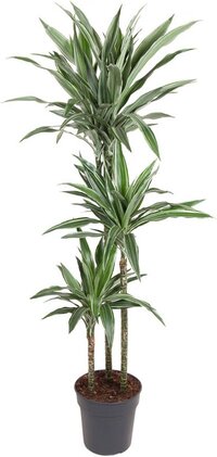Goed & Groen - Dracaena Warneckei - Drakenbloedboom - XL -↨ 140cm - Potmaat 24 - Exclusieve Kwaliteit Planten - Kamer Plant - Kamerplanten - Sfeer - Interieur