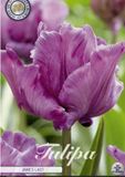 Dutch Flower Lady Blue Parrot Tulpenbollen 7 stuks bolmaat 12+