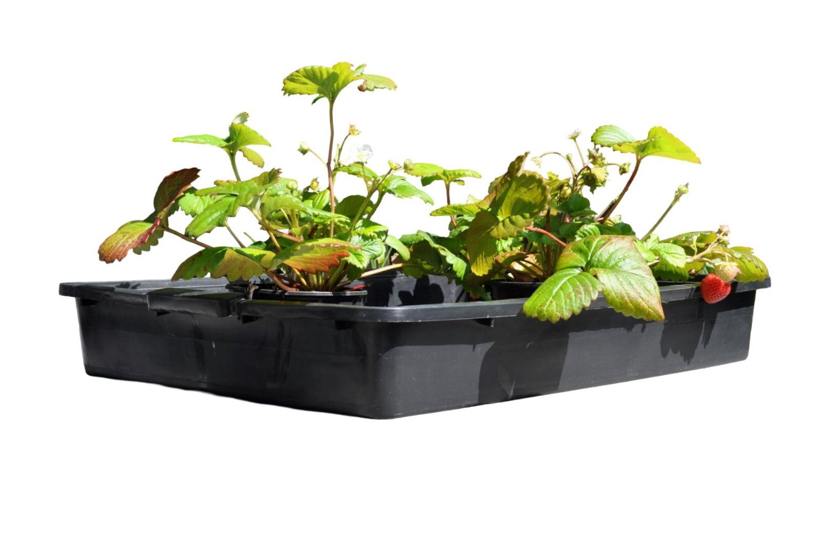 Royal Well Container 15 L - 3 stuks!