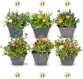 Green boutiQ - 24x Delosma mix - Ice plant mix - Yellow, Purple, Red, Pink - Perennial - Ø7cm - 10-12cm