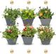 Green boutiQ - 24x Delosma mix - Ice plant mix - Yellow, Purple, Red, Pink - Perennial - Ø7cm - 10-12cm